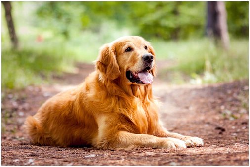 5 самых послушных пород собак