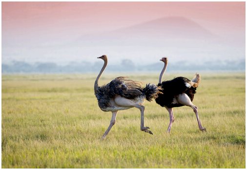 Среда обитания и кормление страуса