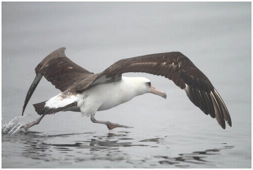 Среда обитания ласанского альбатроса