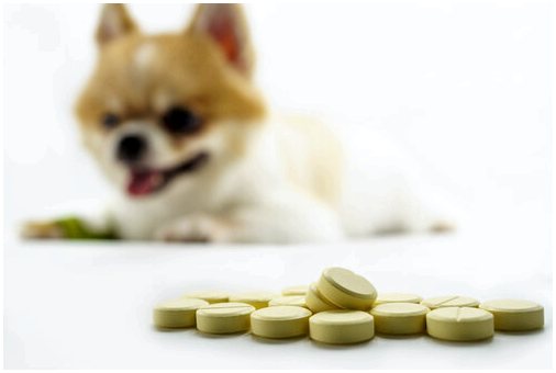 Есть ли анксиолитики для собак?