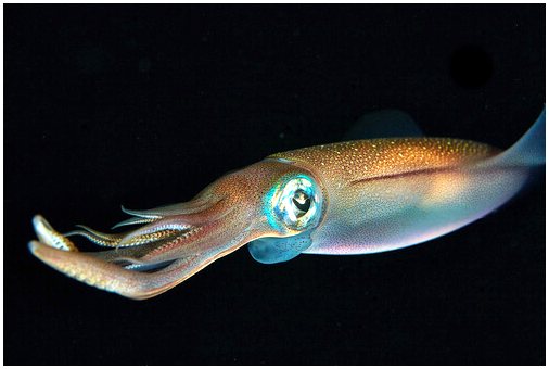 Сверхспособность кальмара изменять свой генетический код