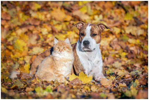 Уход за собаками и кошками осенью