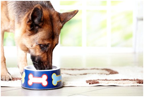 Активное и пассивное кормление у собак: чем они отличаются?
