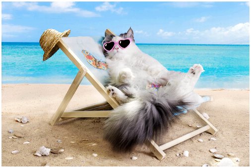 Есть ли пляжи для кошек?