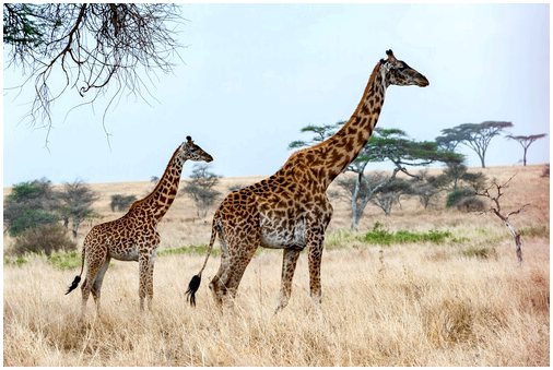 Какой рост у жирафа?