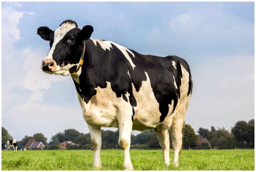 3 самых впечатляющих молочных коровы