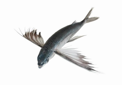 3 вида летучих рыб