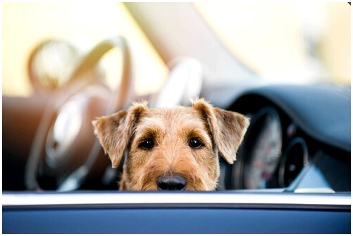 5 последствий оставить собаку в машине