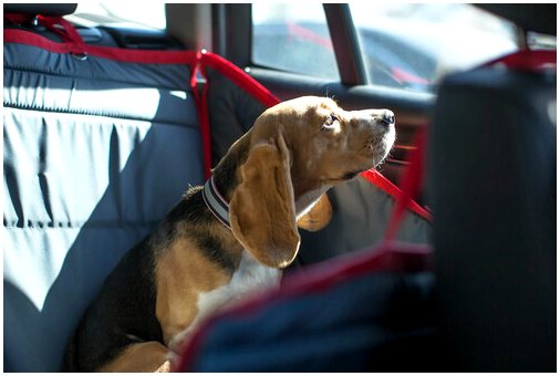 5 последствий оставить собаку в машине