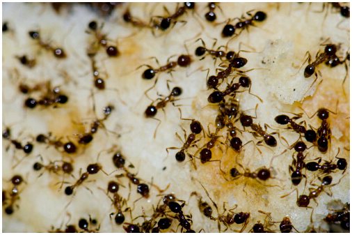 5 видов муравьев