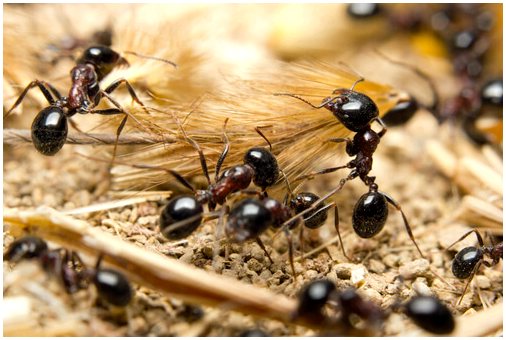 5 видов муравьев
