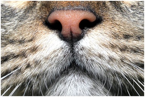 8 ароматов, привлекающих кошек