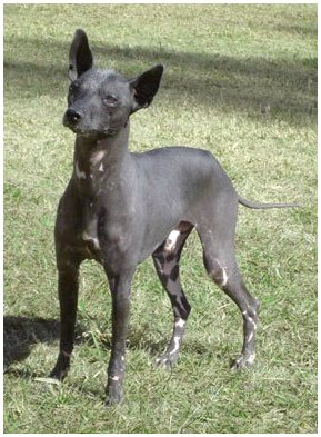 Аргентинская собака пила, одна из мелких голых пород.