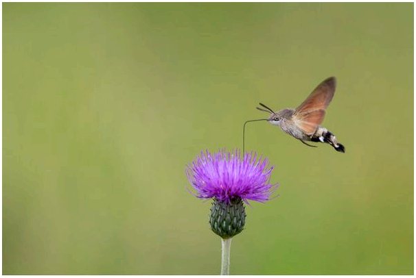 Бабочка колибри: какую роль она играет в опылении?