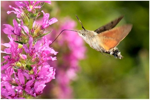 Бабочка колибри: какую роль она играет в опылении?