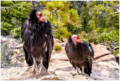 California Condor: ваша роль в команде по уборке природы