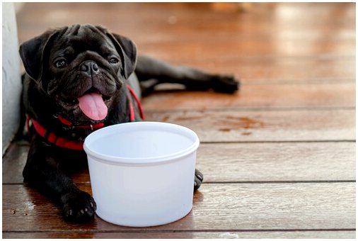 Чем кормить собаку летом?