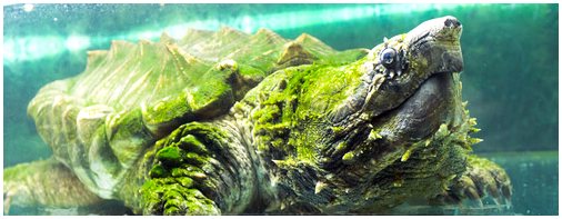 Черепаха-аллигатор: все, что вам нужно знать
