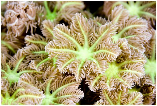 Что такое мягкие кораллы?