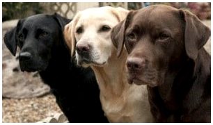 Цвет шерсти собаки, свидетельствующий о заболеваниях