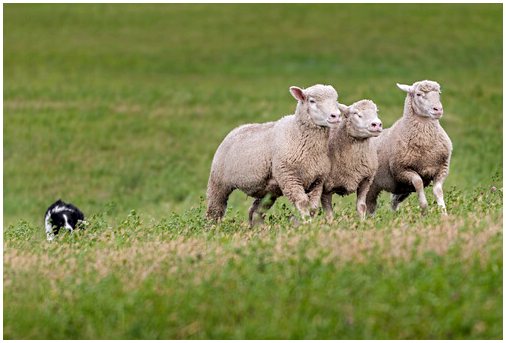 Домашняя овца: кормление и темперамент