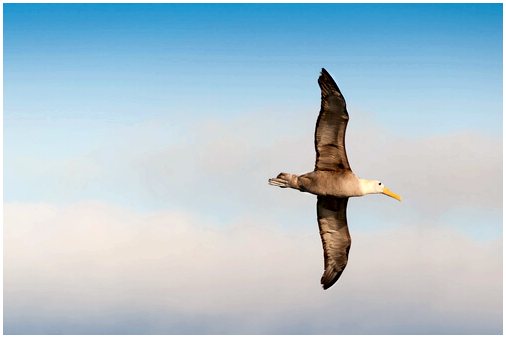 Галапагосский альбатрос: какой он и каковы его обычаи