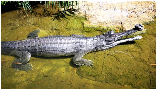 Гавиал или крокодил с тонким носом
