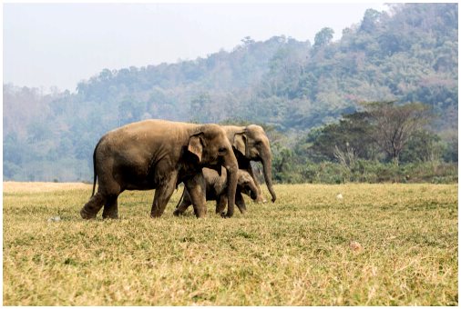 Где живут азиатские и африканские слоны?