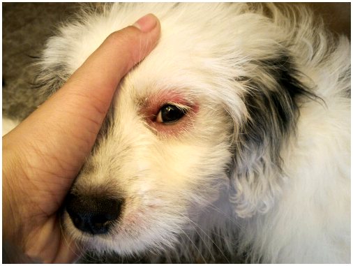 3 симптома, которые предупредят вас, если у вашей собаки инфекция