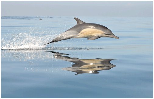 Общие характеристики дельфинов