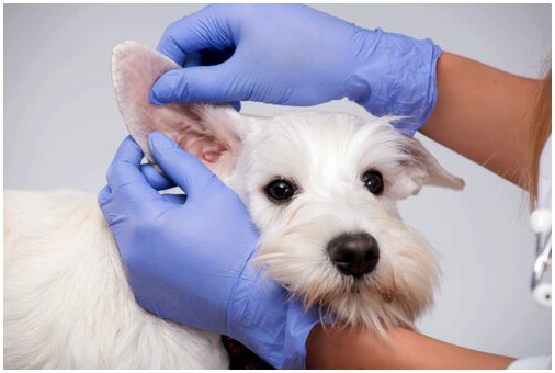 Породы собак, склонные к ушным инфекциям