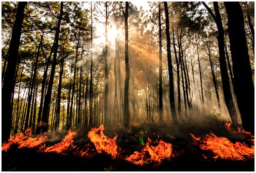 Как лесные пожары влияют на фауну и флору