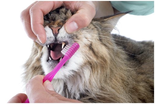 Пошаговая чистка полости рта вашей кошки