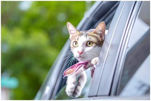 Как лечить неугомонную кошку в машине?