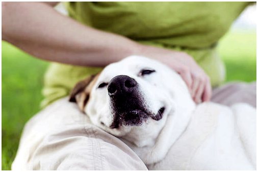5 типов человеческого поведения, которых собаки не понимают