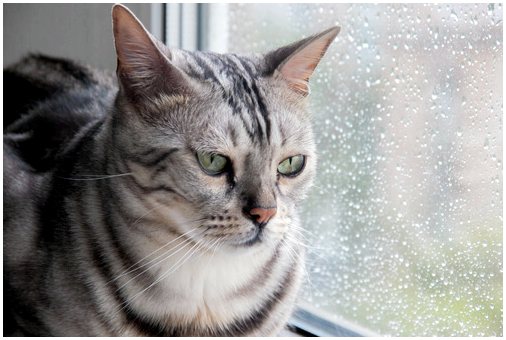 Как ваша кошка реагирует на дождь?
