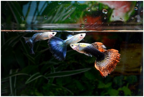 Прекрасные рыбки для вашего аквариума