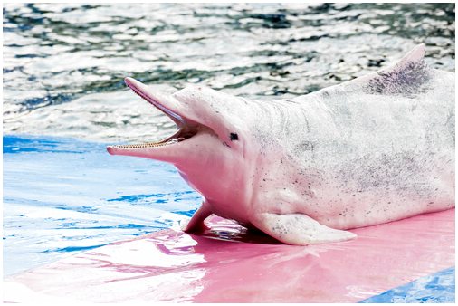 Китайский дельфин и его размножение