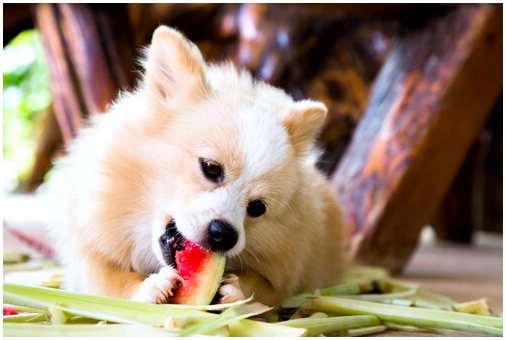 Летние фрукты для вашей собаки