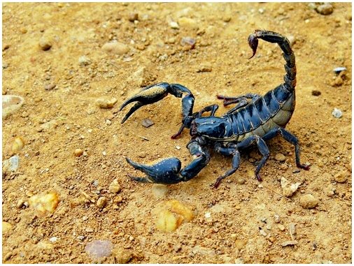 Что делать, если вас укусил скорпион?