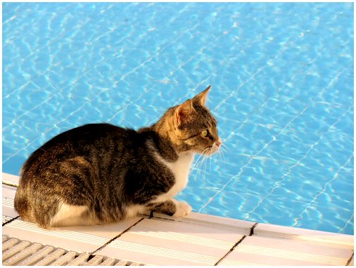 Может ли ваша кошка купаться в бассейне?