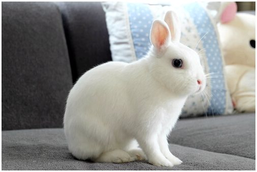 На что похож карликовый кролик?
