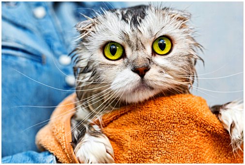 Болезни глаз кошек: профилактика и уход