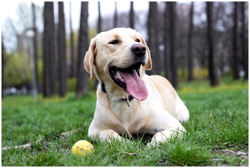 Научите собаку играть в мяч без беспокойства