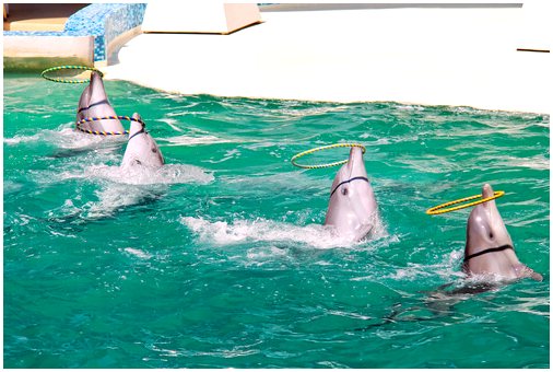 Неужели дельфины в неволе страдают?