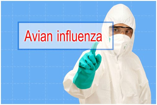 Оповещение о новой вспышке птичьего гриппа