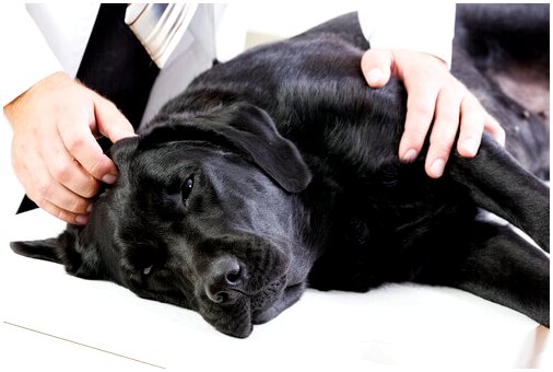 Гемангиосаркома у собак: симптомы и лечение