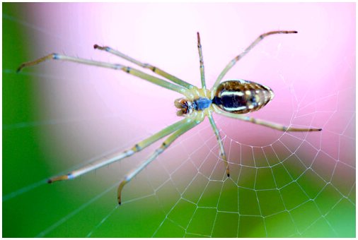 Отличия насекомых от паукообразных