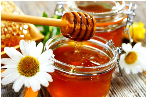 Пчелы: как производят и собирают мед