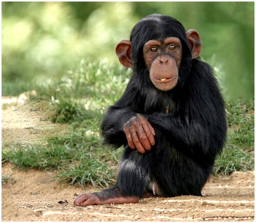 Почему бы не транслировать видео с шимпанзе на свой мобильный телефон?